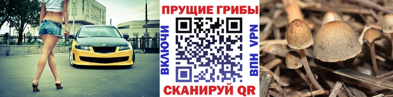 кракен ONION Баксан Псилоцибиновые грибы мухоморы